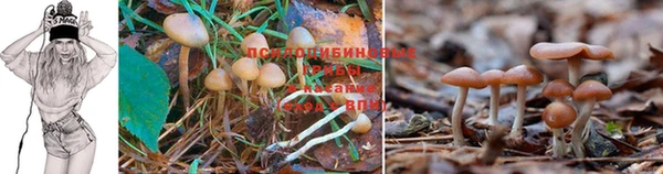 крисы Белокуриха
